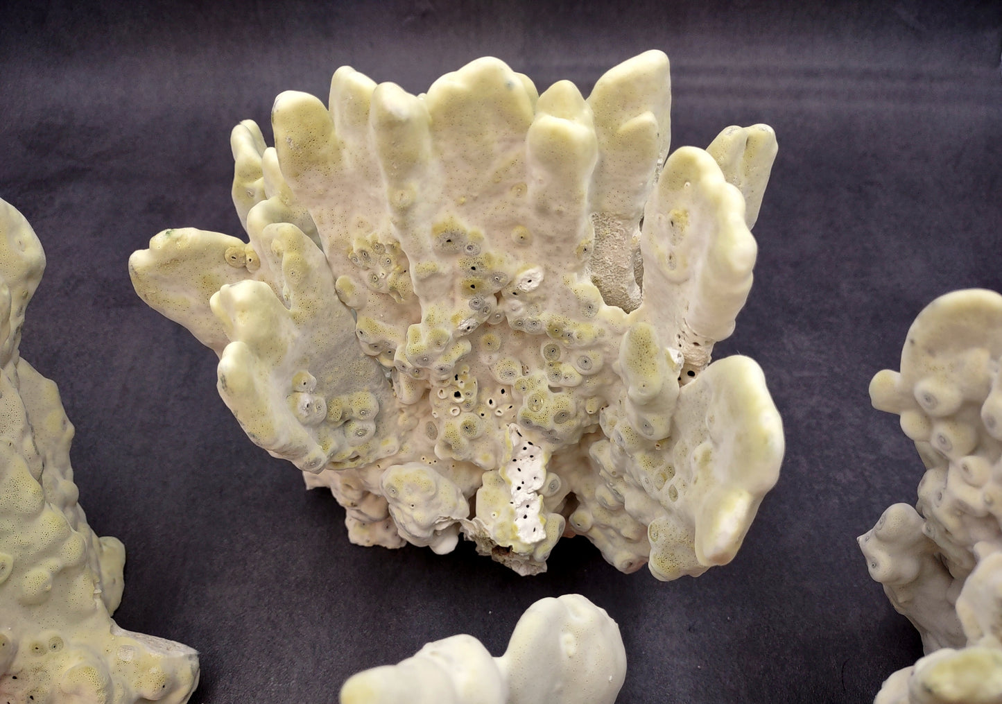 Light Green Fire Coral (1 coral approx. 7+ inches) Adorable green coral to add to any coastal display or collection!