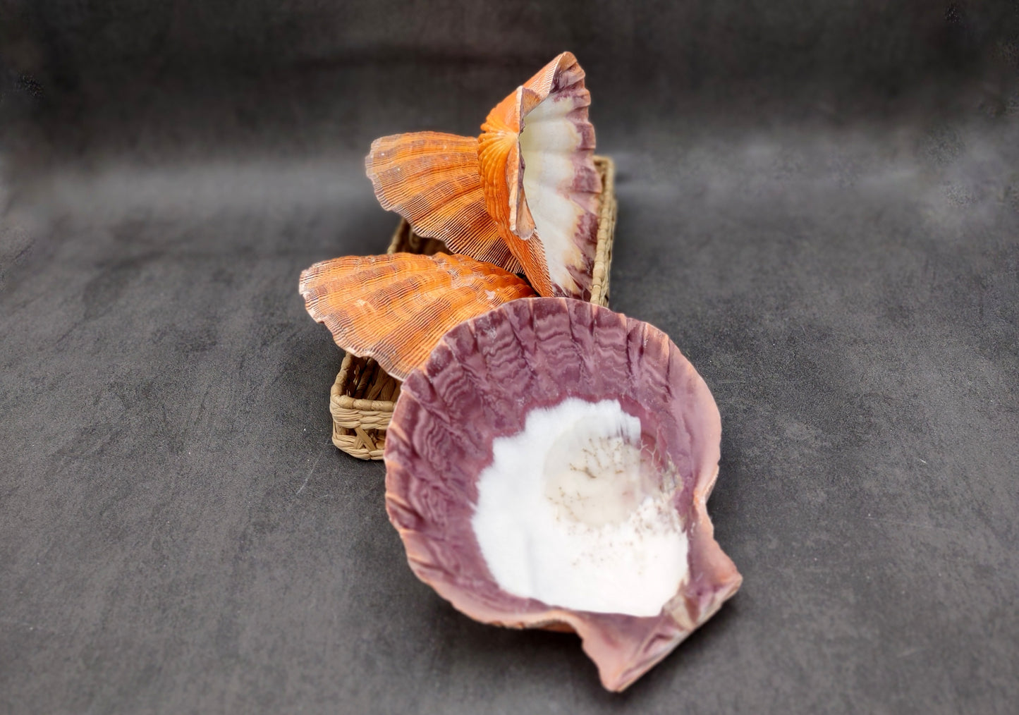 Orange Lion's Paw Scallop Seashell Pecten Subnodosus (1 shell approx. 6+ inches) Great shell for ocean decoration art projects & crafting!