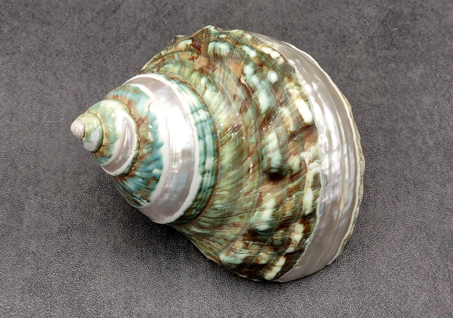 Polished Jade Green Turbo Seashell with Pearlized Stripe Turbo Burgessi (1 shell approx. 4+ inches) Shell for hermit crabs or collecting!