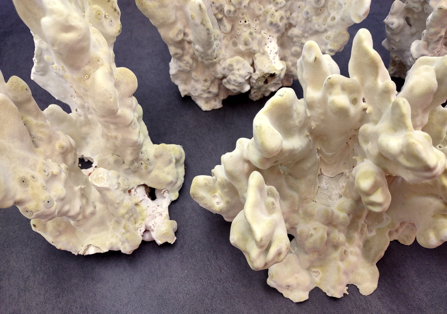 Light Green Fire Coral (1 coral approx. 7+ inches) Adorable green coral to add to any coastal display or collection!