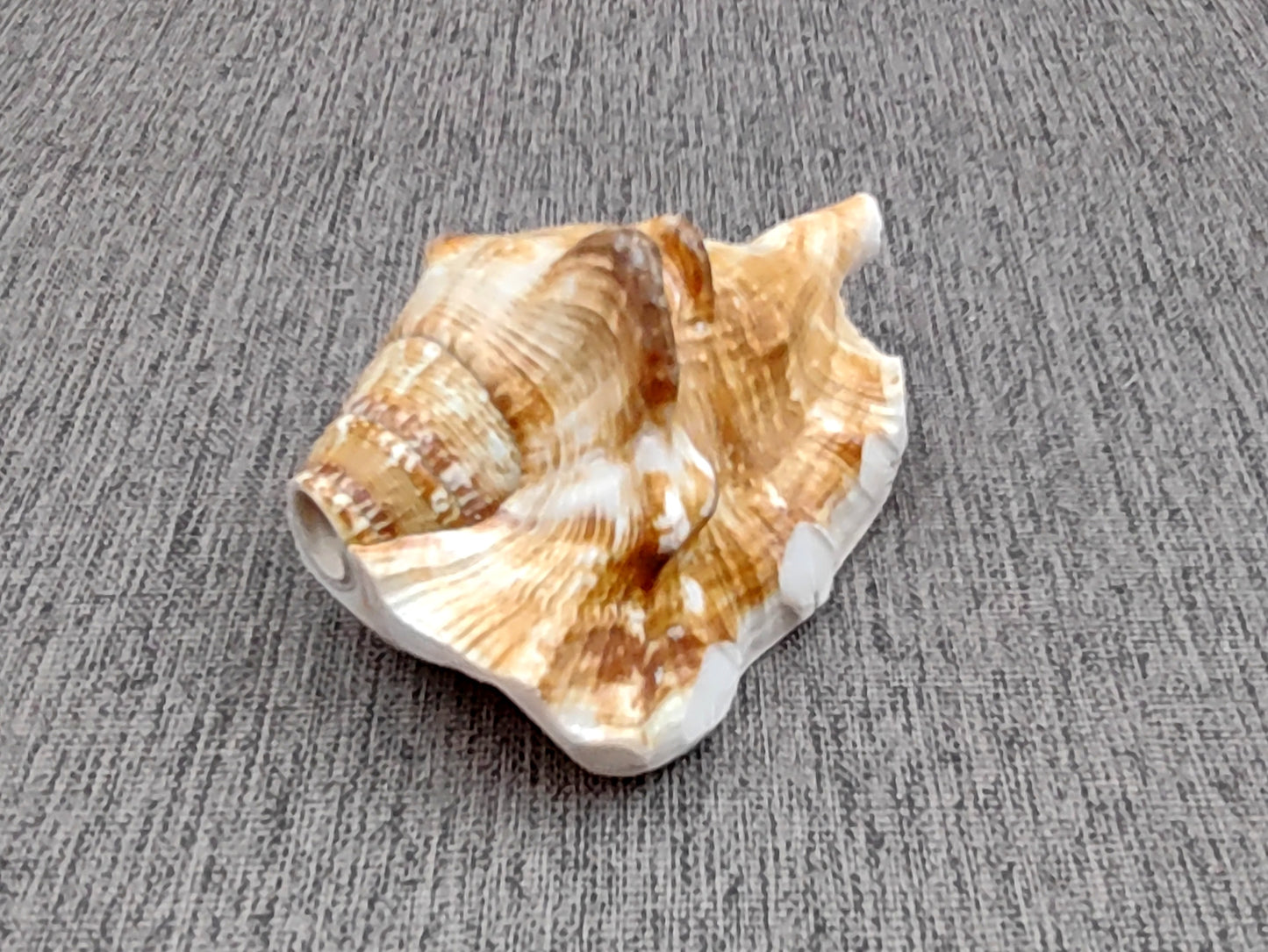 Lambis Horn Shell - Lambis Lambis - (1 shell, approx. 5-6 inches). A white and orange tinted shell with a wider wrapping spiral and open panel. Copyright 2022 SeaShellSupply.com.