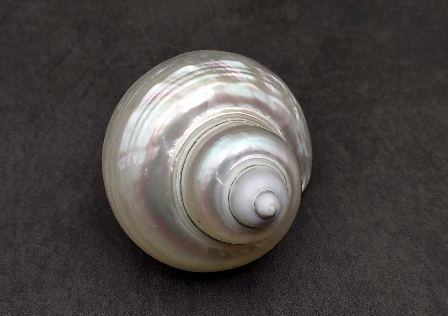 Pearlized Jade Turbo Shell Turbo Burgessi (1 shell approx. 3.5+ inches) Perfect shells for coastal crafting decor & collections!