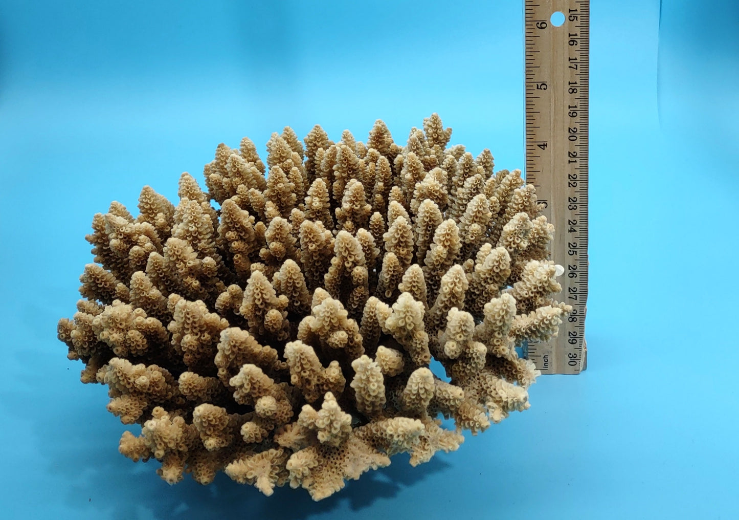 Off White Natural Table Coral Cluster Acropora Latistella (1 coral approx. 7-8+ inches) For home decor display & collecting!