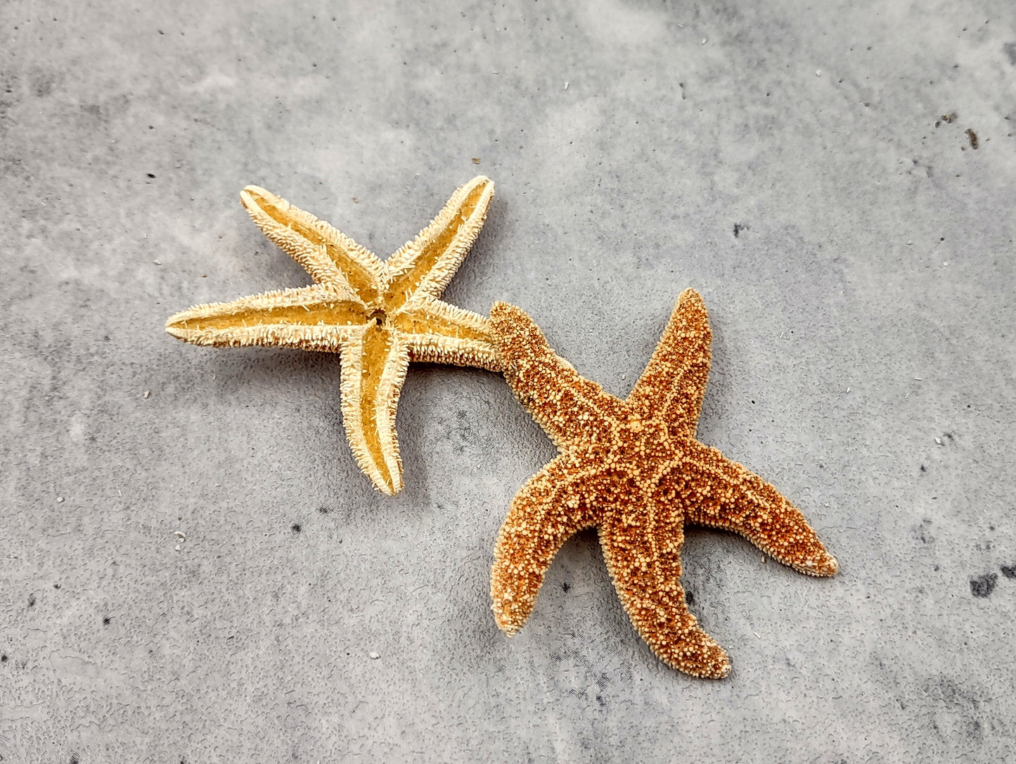 Small Sugar Starfish Piaster Ochraceus (2 starfish approx. 2+ inches) Perfect shells for coastal crafting décor & collections! Sand-colored textured Starfish. Copyright 2024 SeaShellSupply.com