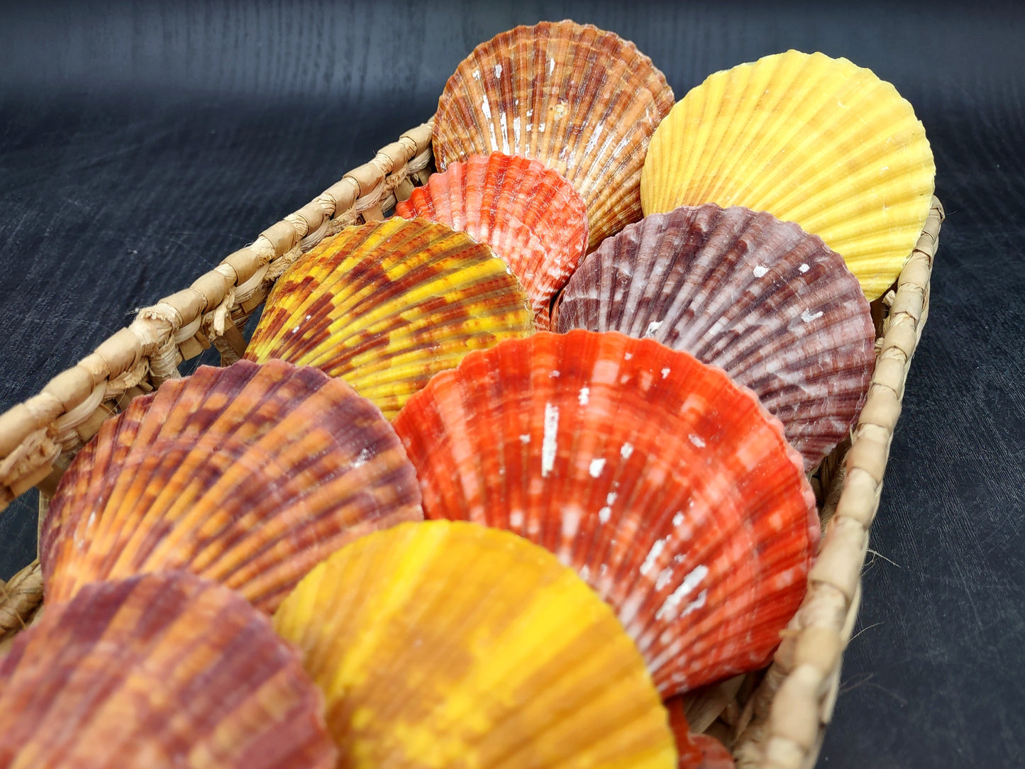 Noble Scallop Seashell Pairs Pecten Nobilis (3 shell pairs approx. 2.5+ inches). Copyright 2024 SeashellSupply.com