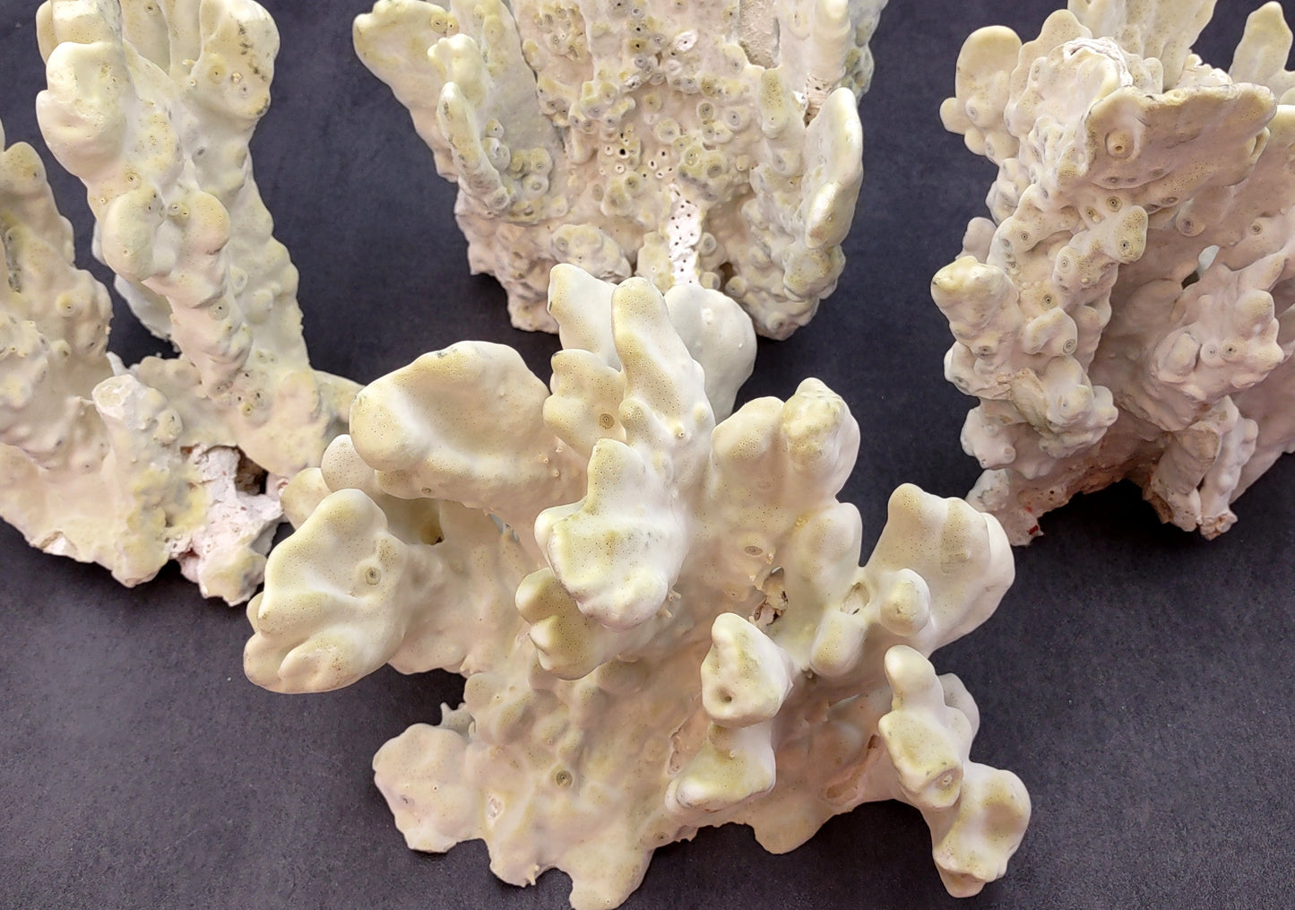 Light Green Fire Coral (1 coral approx. 7+ inches) Adorable green coral to add to any coastal display or collection!