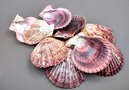 Calico Atlantic Scallop Seashells - Argopecten Gibbus - (10 shells approx. 2 inches). Multiple purple shaded ribbed shells in a pile. Copyright 2024 SeaShellSupply.com.