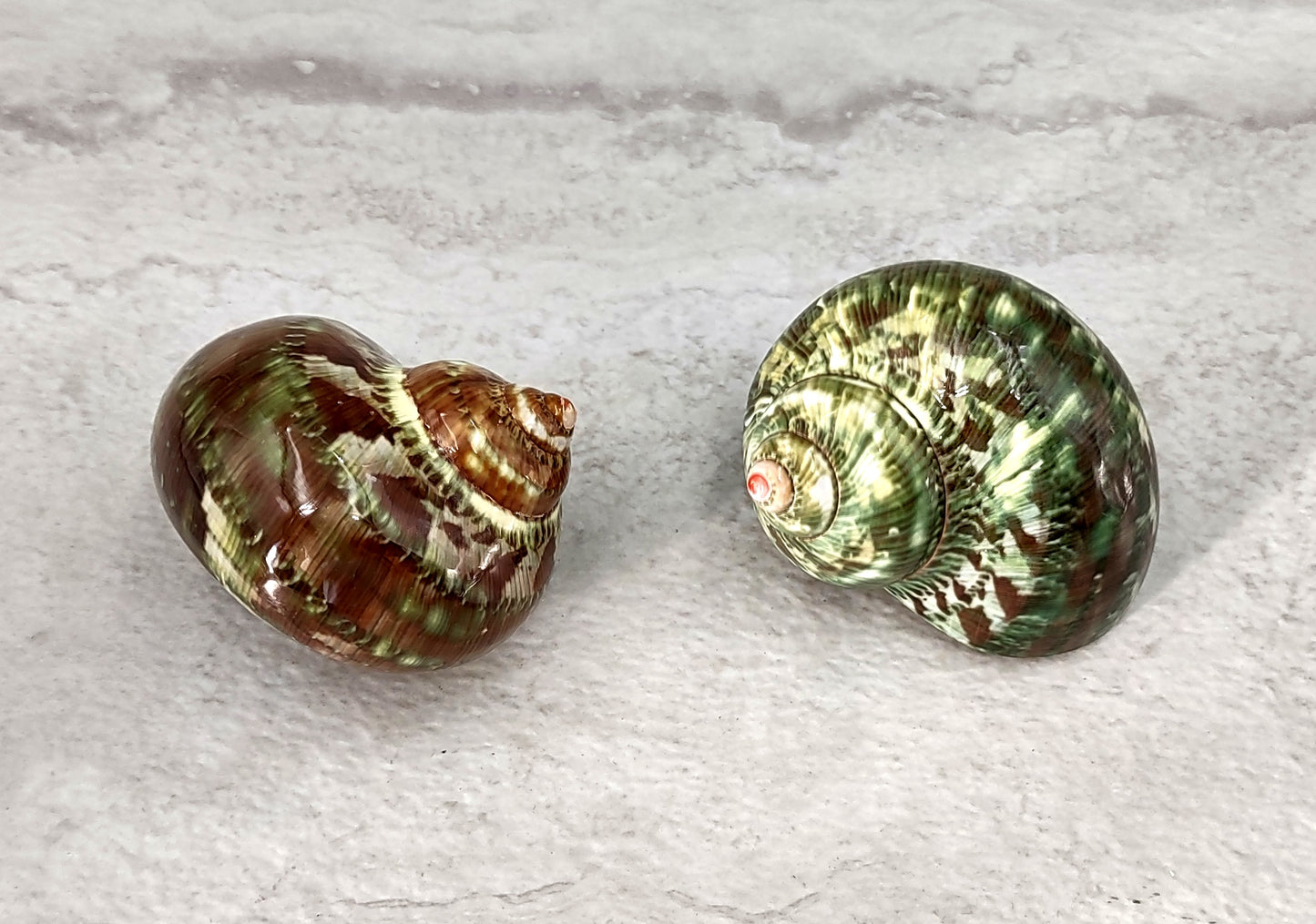 Tapestry Green Speckled Turbo Seashells Turbo Petholatus (2 shells approx. 2+ inches) Great for hermit crabs art crafts & collecting!