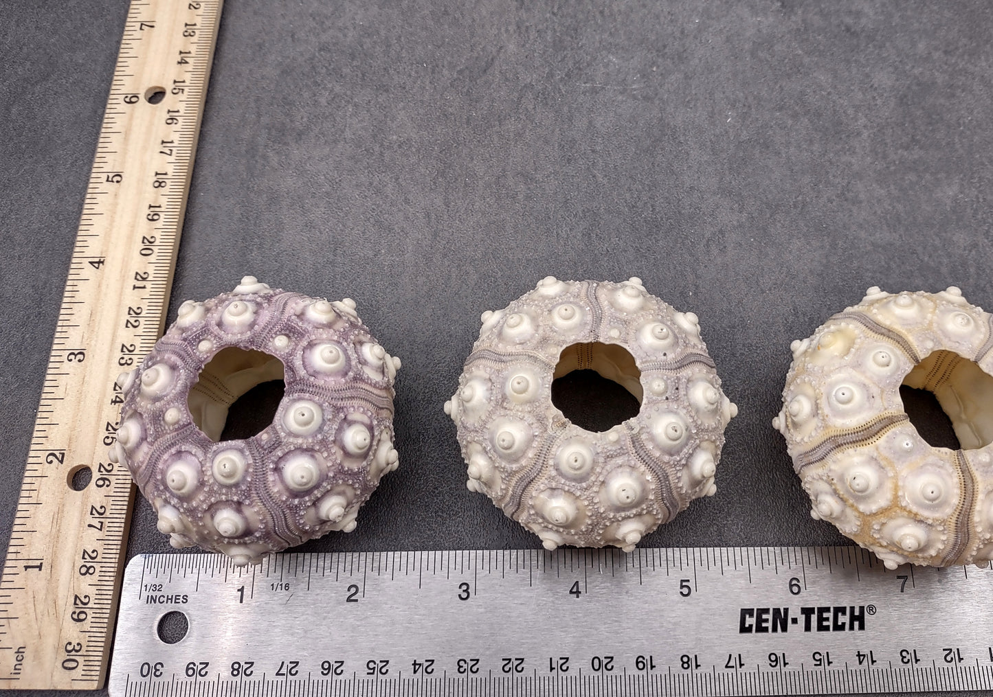 XL Sputnik/Thai Sea Urchins - Phyllacanthus Parvispinus - (2 urchins approx. 2.5+ inches). Two sand textured hollow Urchins with an opening in the top. Copyright 2024 SeaShellSupply.com.