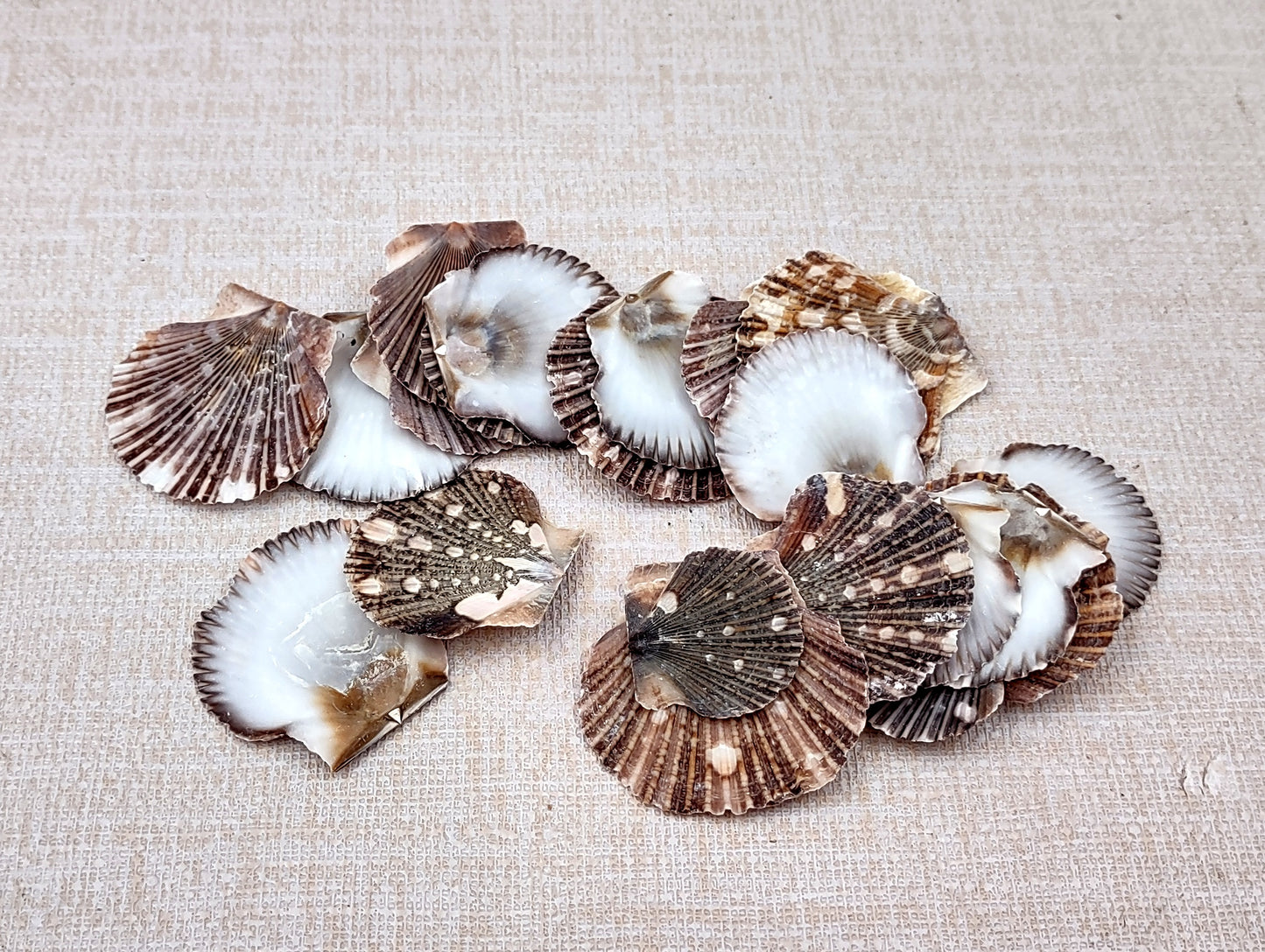 Flat Pixie Scallop Seashells Pecten (approx. half cup 10+ shells 0.5-1+ inches) Perfect shells for coastal crafting décor & collections!