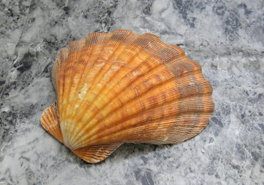 Orange Lion's Paw Scallop Seashell Pecten Subnodosus (1 shell approx. 5+ inches) Great shell for ocean decoration art projects & crafting!