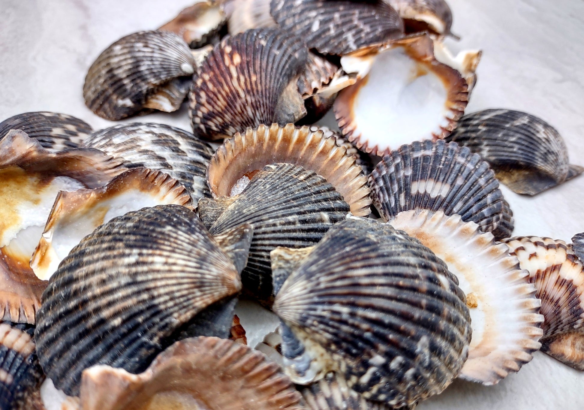 Photo of a group of black and white pecten shells. Black, white brown shells between one and two inches. Copyright 2024 SeashellSupply.com