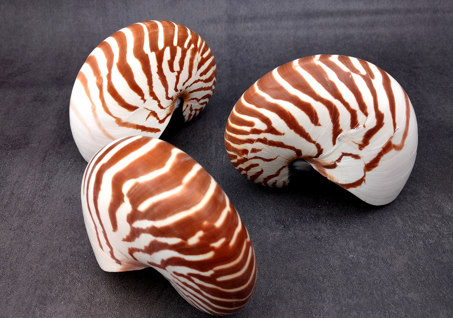 Natural Nautilus Seashell Nautilus Pompilius (1 shell approx. 5+ inches) Great shells for coastal crafting decor & collections!