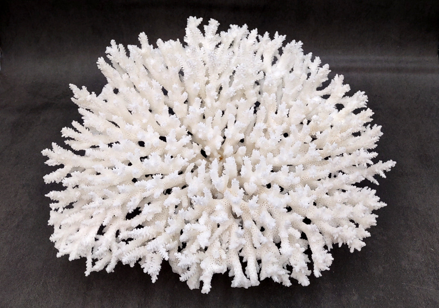 White Table Coral Large Cluster Acropora Latistella (1 coral approx. 13L x 6H x 10D inches) For home decor display & collecting!