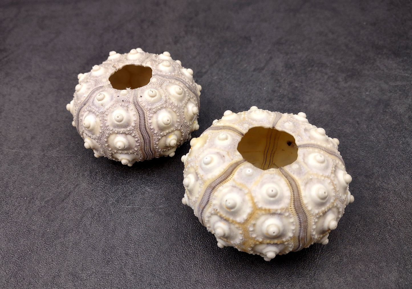 XL Sputnik/Thai Sea Urchins - Phyllacanthus Parvispinus - (2 urchins approx. 2.5+ inches). Two sand textured hollow Urchins with an opening in the top. Copyright 2024 SeaShellSupply.com.