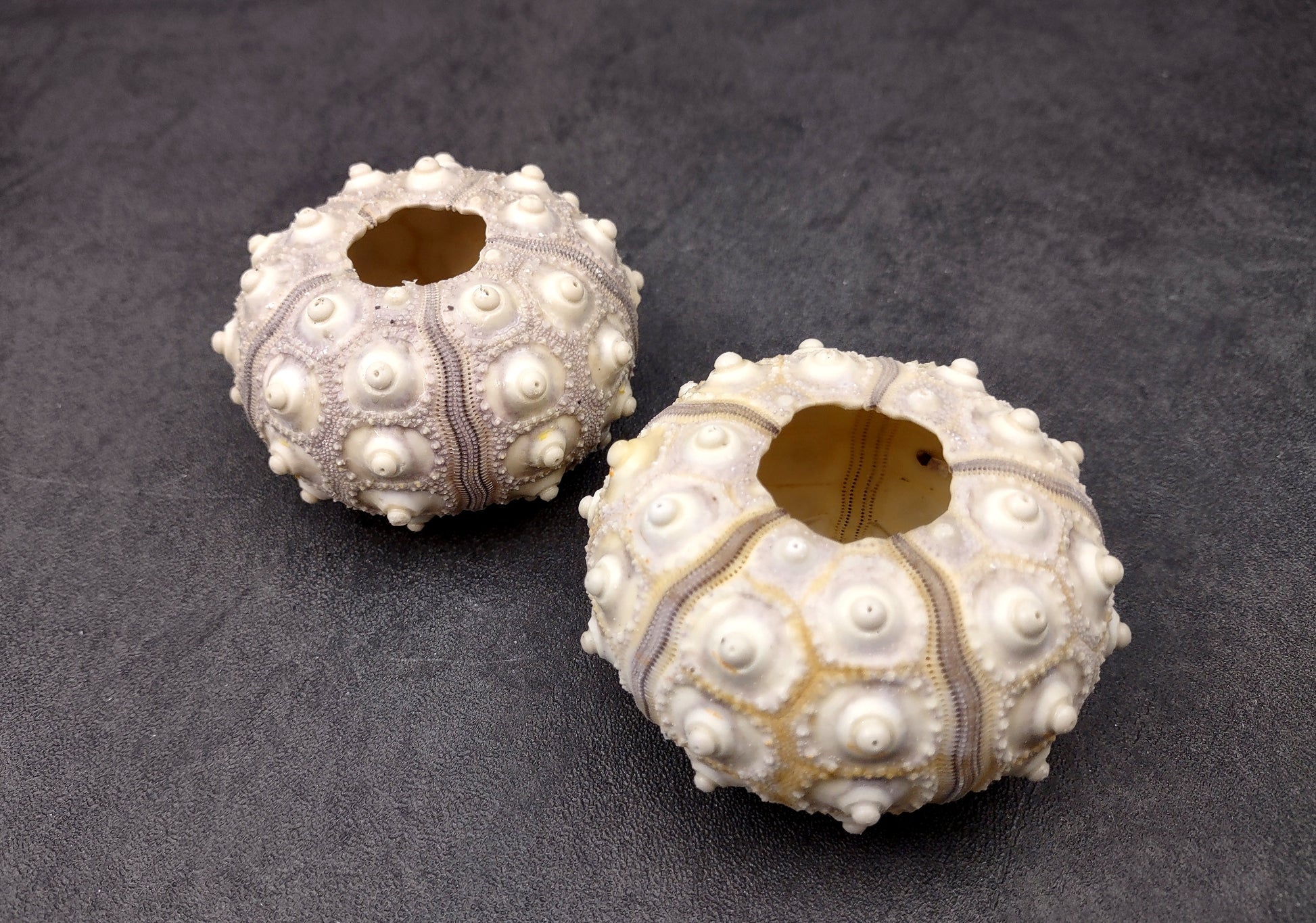 XL Sputnik/Thai Sea Urchins - Phyllacanthus Parvispinus - (2 urchins approx. 2.5+ inches). Two sand textured hollow Urchins with an opening in the top. Copyright 2024 SeaShellSupply.com.