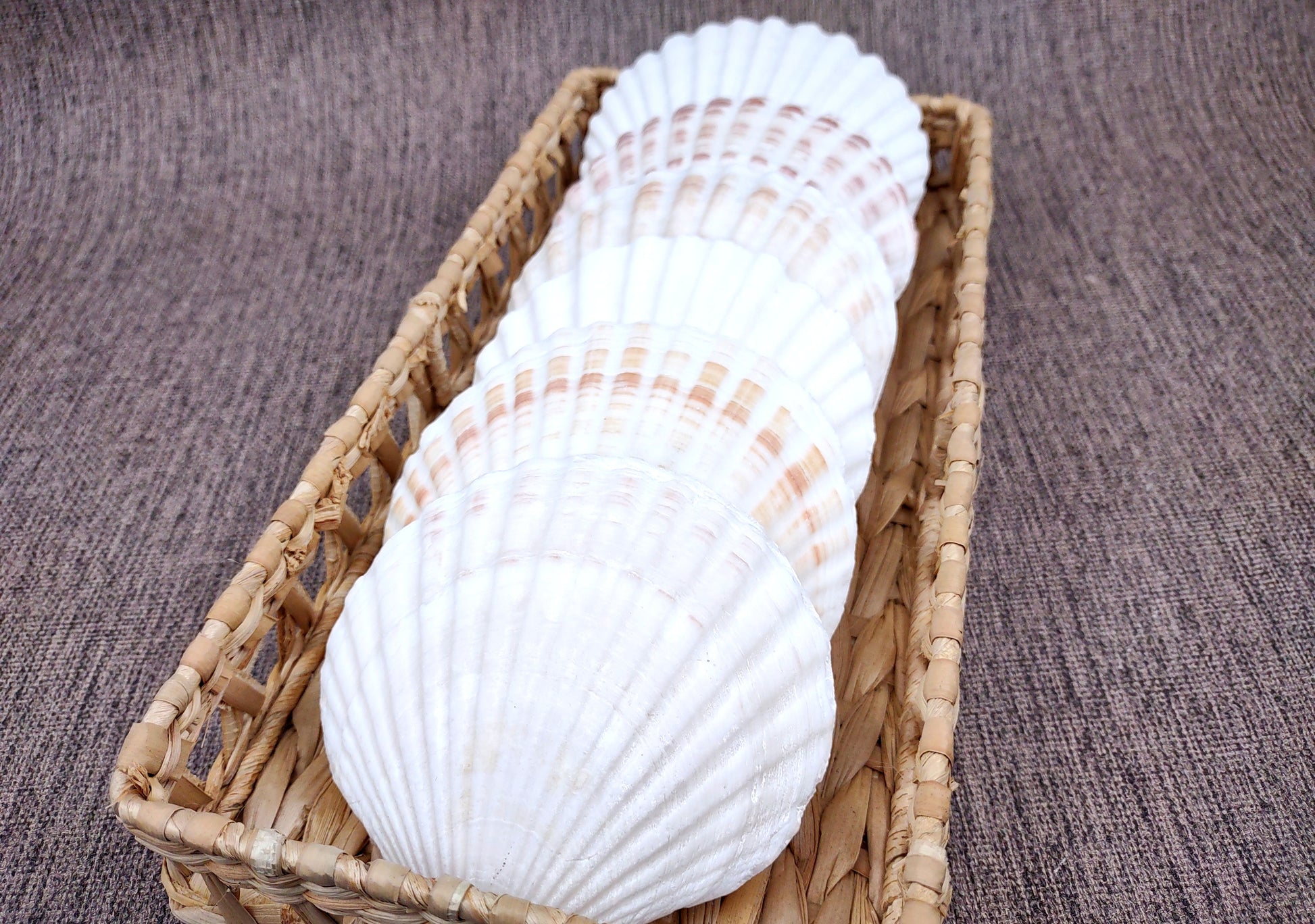 Irish Deep Baking Scallop Seashells - Pecten Yessoensis - (4 shells approx. 3 - 4")
4 white scallop sea shells on a stone background
Copyright 2022 SeaShellSupply.com