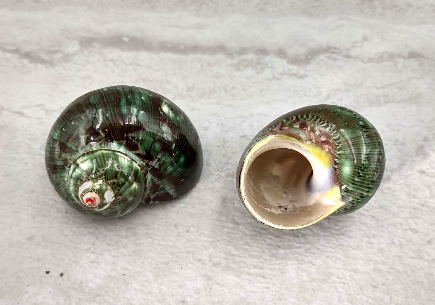 Tapestry Green Speckled Turbo Seashells Turbo Petholatus (2 shells approx. 2+ inches) Great for hermit crabs art crafts & collecting!