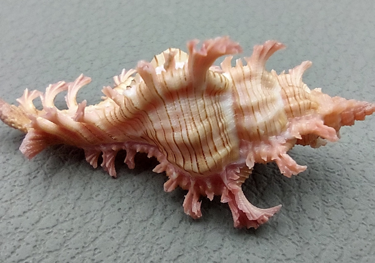 Pendant Murex - Chicoreus Aculeatus - (1 shell approx. 1.375 inches). Wild pink and orange shell on grey backgrond. Copyright 2022 SeaShellSupply.com.