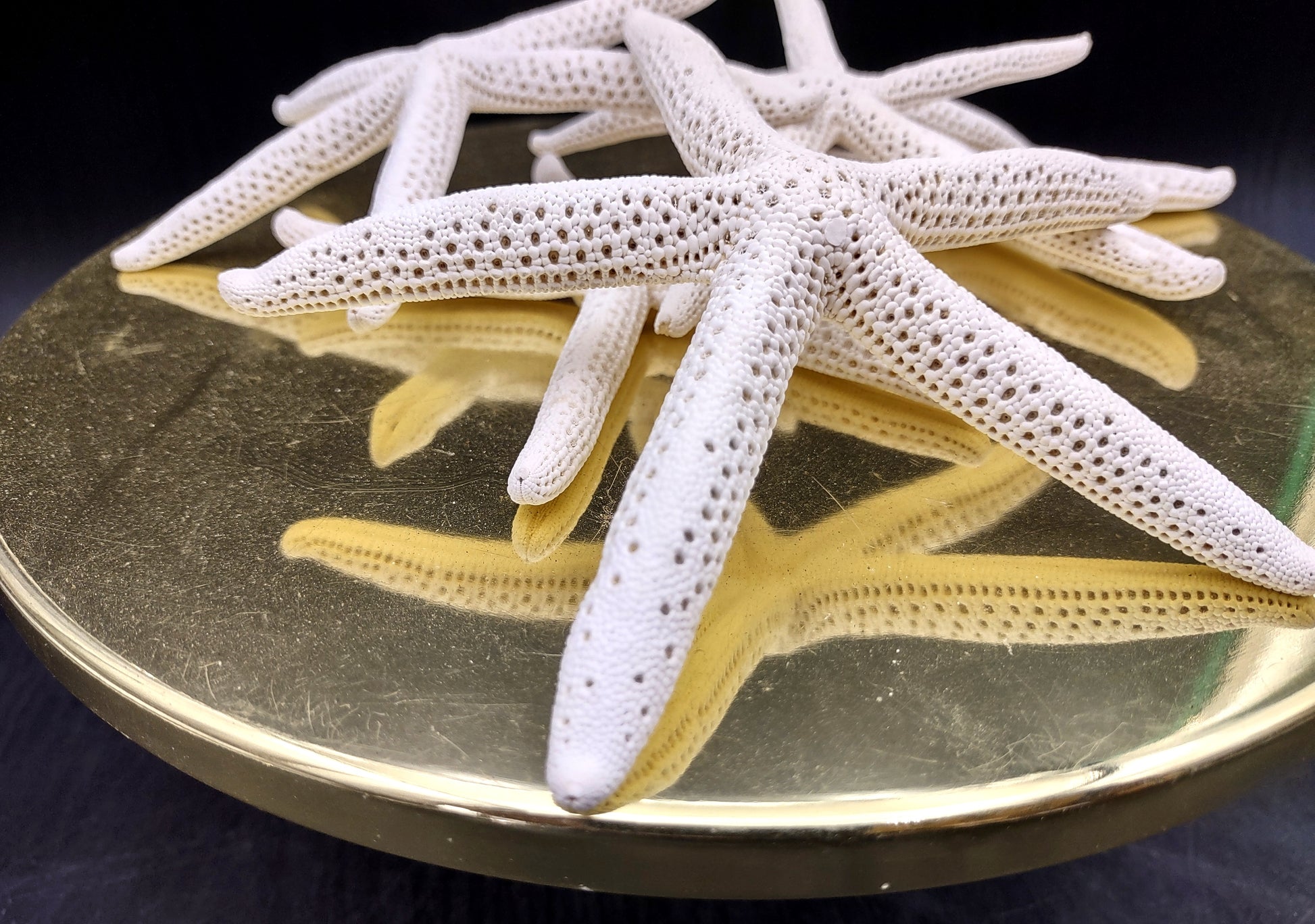 White Finger Starfish (2 pcs.) - (5-6 inches) - Linka Laevigata. Two white ribbed Starfish with long thin branches. Copyright 2022 SeaShellSupply.com.