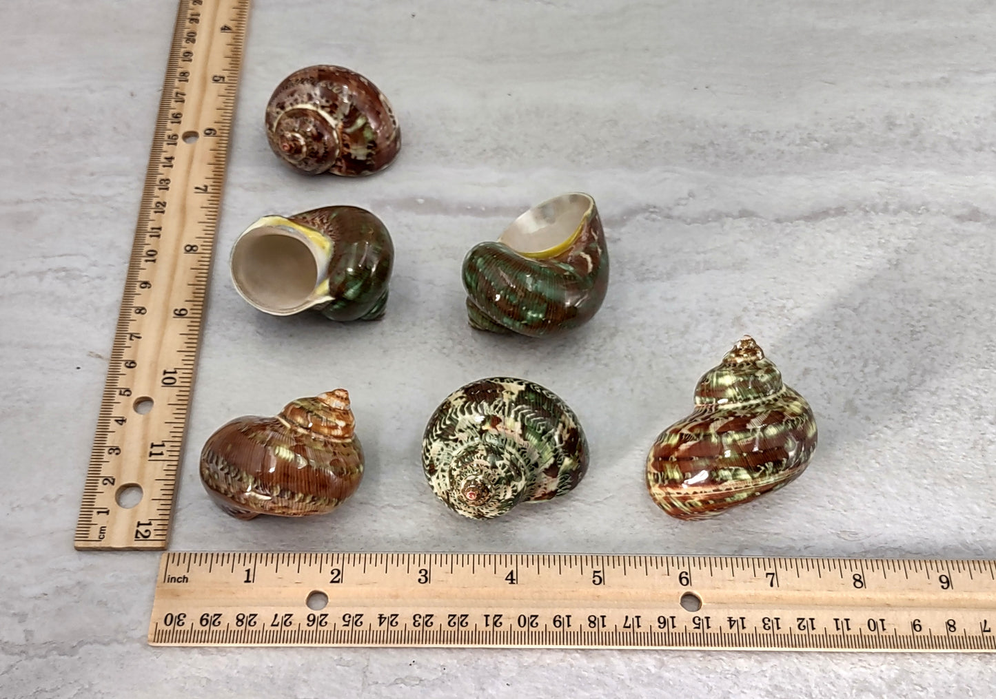 Tapestry Green Speckled Turbo Seashells Turbo Petholatus (2 shells approx. 2+ inches) Great for hermit crabs art crafts & collecting!