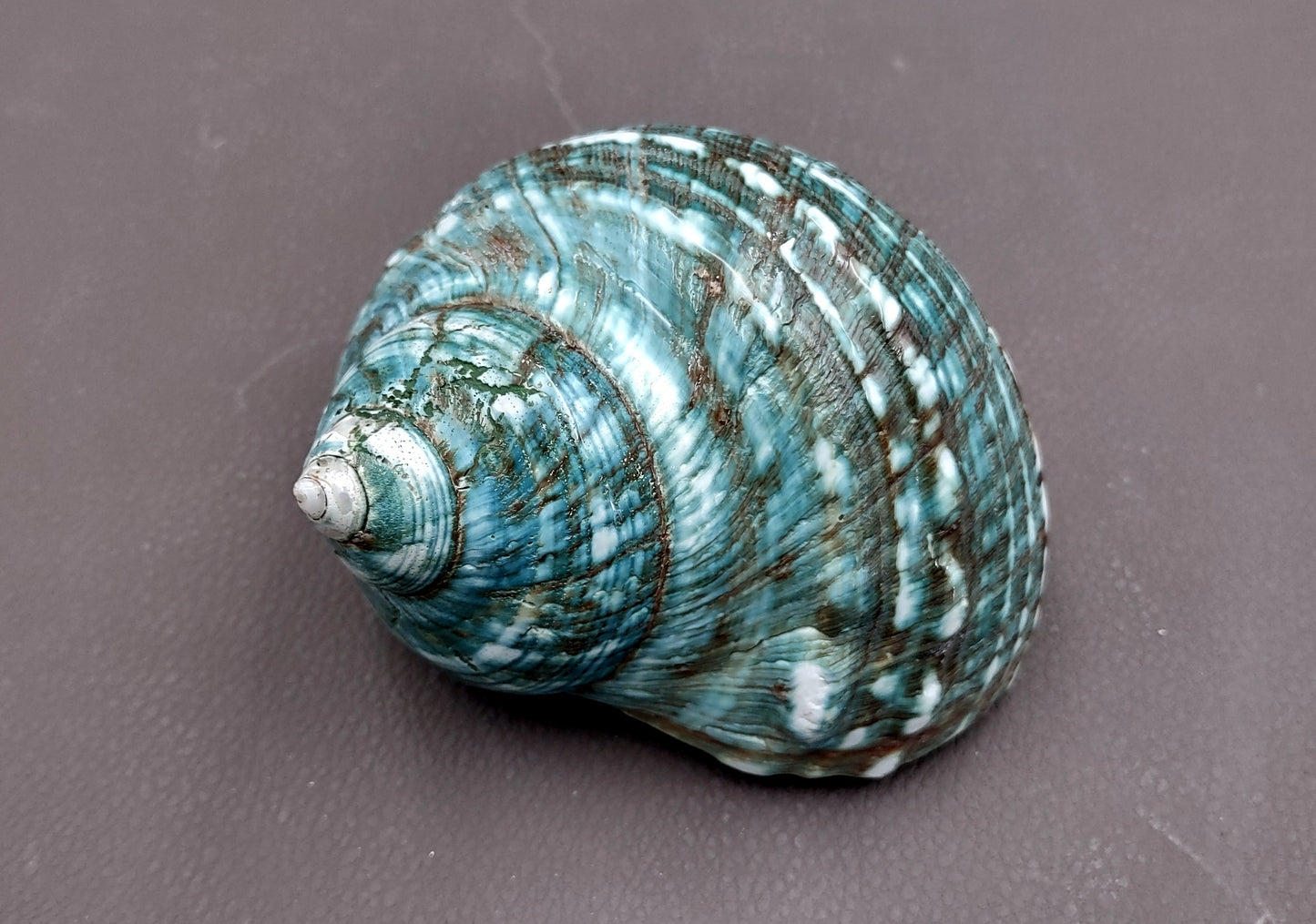 Polished Green Jade Turbo Seashell Turbo Burgessi (1 shell approx. 4+ inches) Smooth Green Shell for Hermit Crab Home Display & Collecting!