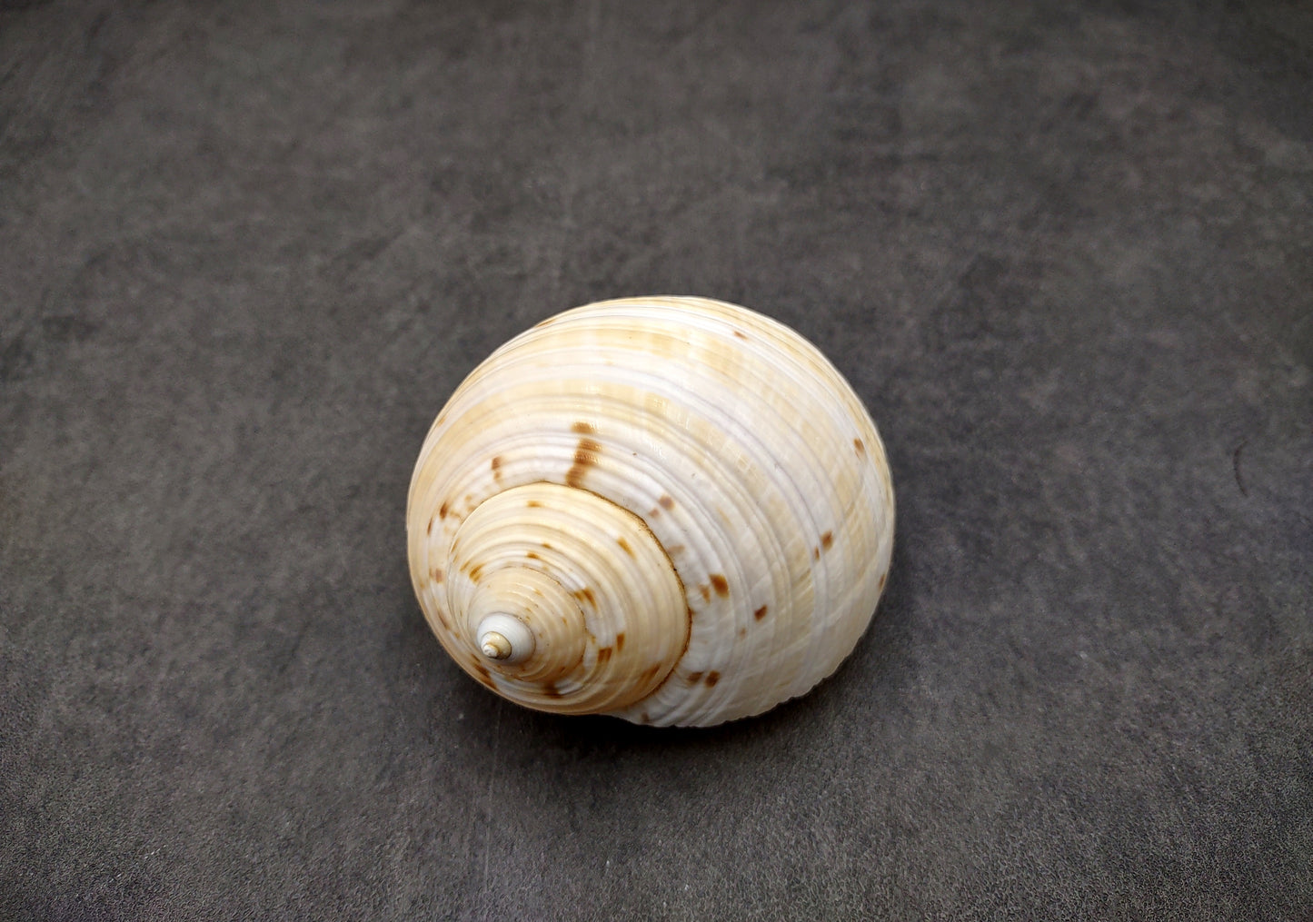 China Tun Seashell White Brown Tonna Chinensis (1 shell approx. 2+ inches) Great shells for coastal crafting décor & collections!