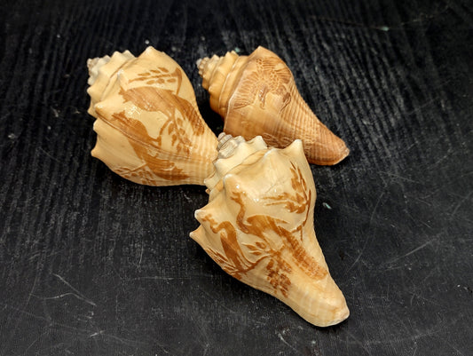 Image of Carved Conch Seashell Decorative Set Of Eagle Love Birds and Peacock (approx. 3+ in shell) Conch shell great for coastal crafting & gifting! Copyright 2024 SeashellMart.com