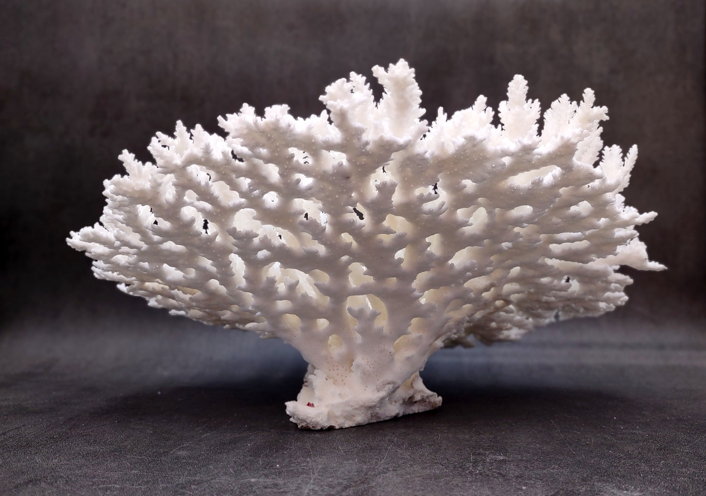 White Table Coral Large Cluster Acropora Latistella (1 coral approx. 13L x 6H x 10D inches) For home decor display & collecting!