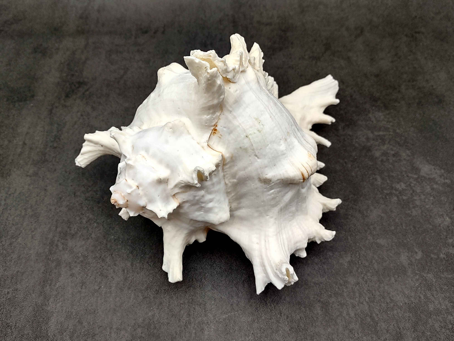 Large Ramose Murex White Seashell Chicoreus Ramosa (1 shell approx. 6.5+ inches) B GRADE Great Value For Decor Arts Crafts & Collecting!