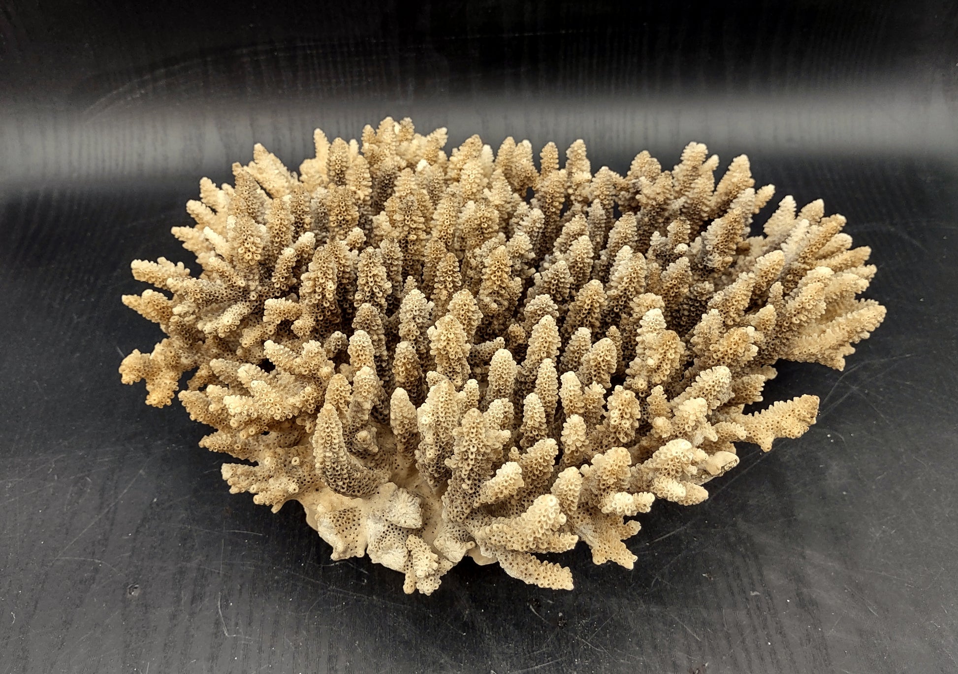 Image of Off White Natural Table Coral Large Cluster Acropora Latistella (1 coral approx. 12L x 4H x 10D inches) Copyright 2024 SeashellSupply.com