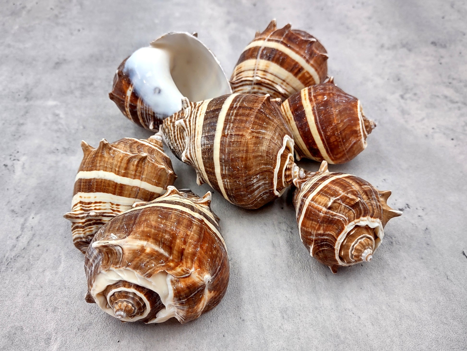 King Crown Conch Seashells Melongena Corona (2 shells approx. 2.5+ inches) Conch shell great for coastal crafting display & collections. Striped bunching of spiral shells. Copy right 2024 SeaShellSupply.com