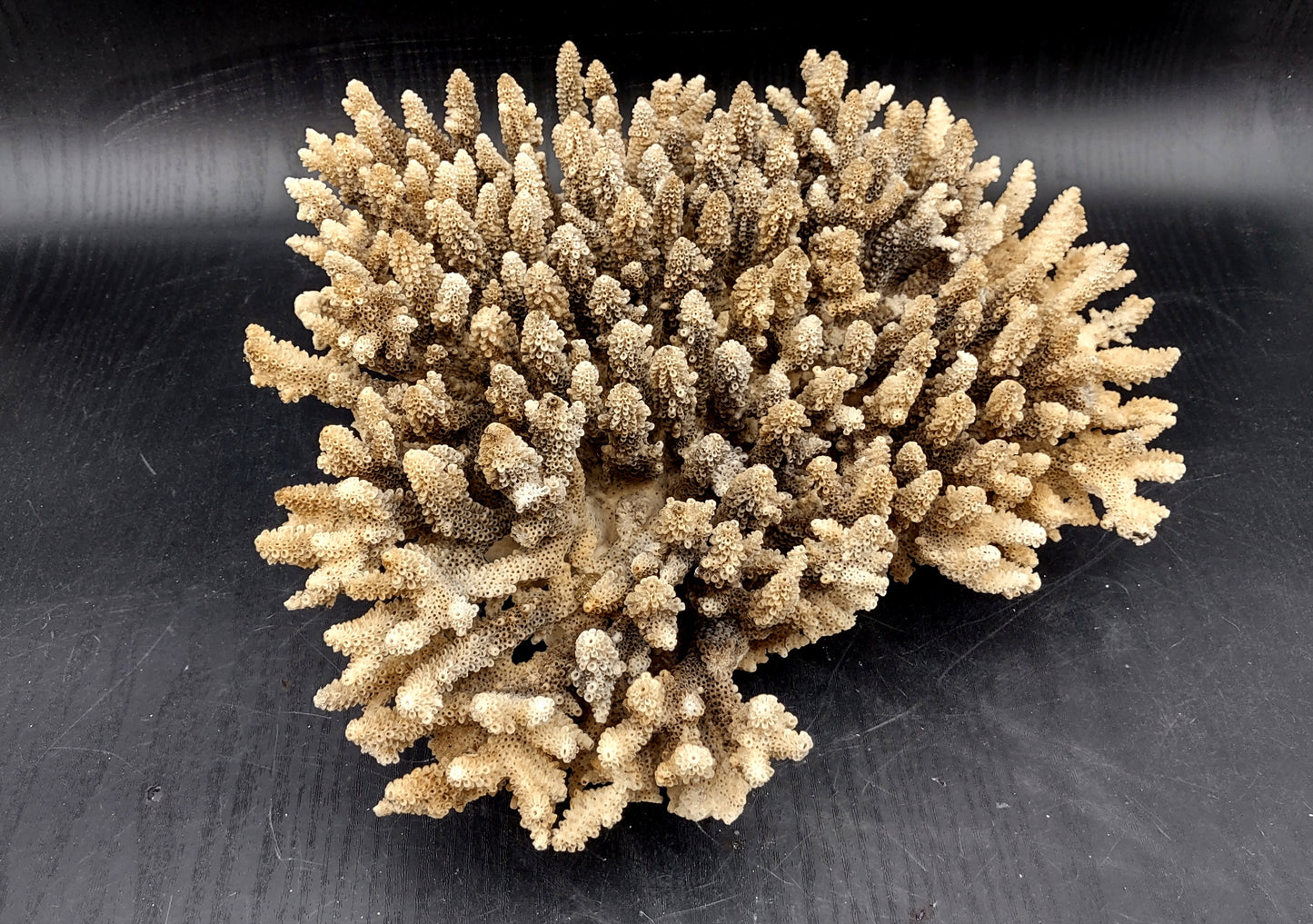 Image of Off White Natural Table Coral Large Cluster Acropora Latistella (1 coral approx. 12L x 4H x 10D inches) Copyright 2024 SeashellSupply.com