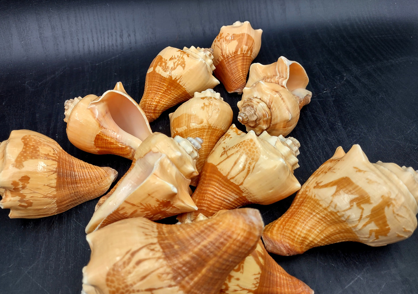 Carved Conch Seashell Decorative Set Lion Tiger Bear (3 shells approx. 3+ inches) Conch shells for coastal crafting display & collecting! Brown and tan spiral shells. Copy right 2024 SeaShellMart.com
