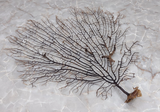 Black Sea Fan - Gorgonia Ventalina - (1 fan approx. 7-10 inches). One tree looking Sea Fan with many little branches. Copyright 2022 SeaShellSupply.com.