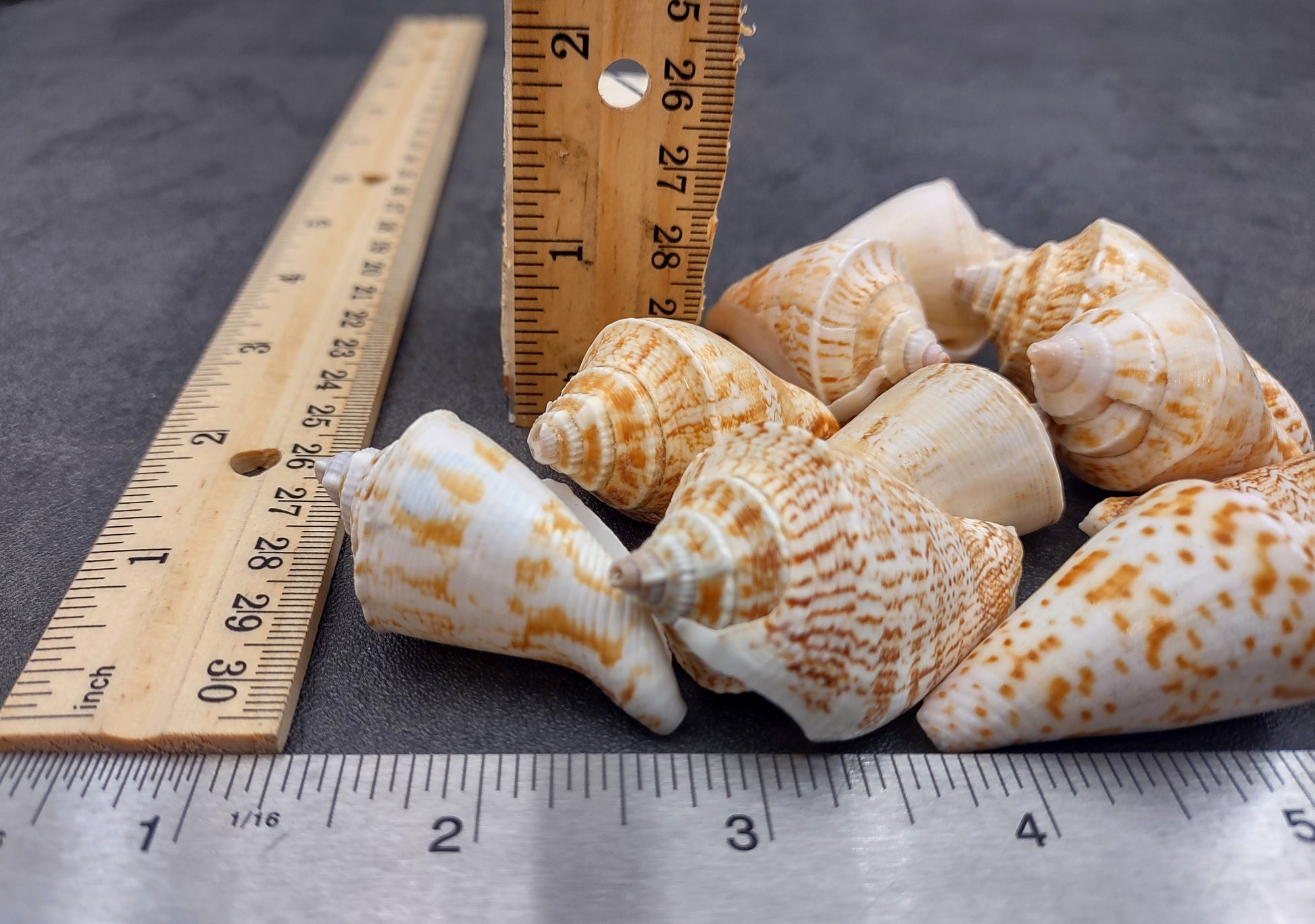 Margined Conch Seashells - Strombus Marginatus - (10 shells). A small pile of white spiral shells with brown accents. Copyright 2022 SeaShellSupply.com.