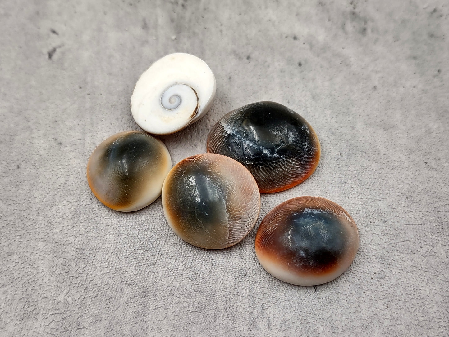 Cats Eyes Seashells Turbo Opercula (5 shells approx. 1+ inch) Perfect shells for coastal crafting décor & collections!