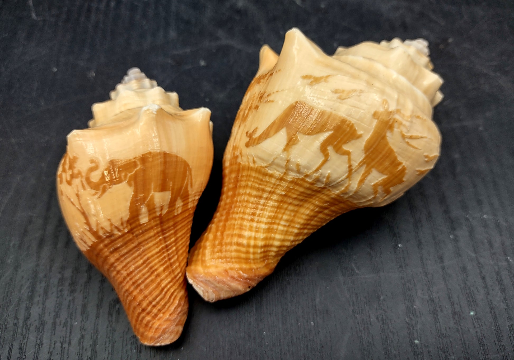 Carved Conch Seashell Decorative Set Lion Tiger Bear (3 shells approx. 3+ inches) Conch shells for coastal crafting display & collecting! Brown and tan spiral shells. Copy right 2024 SeaShellMart.com
