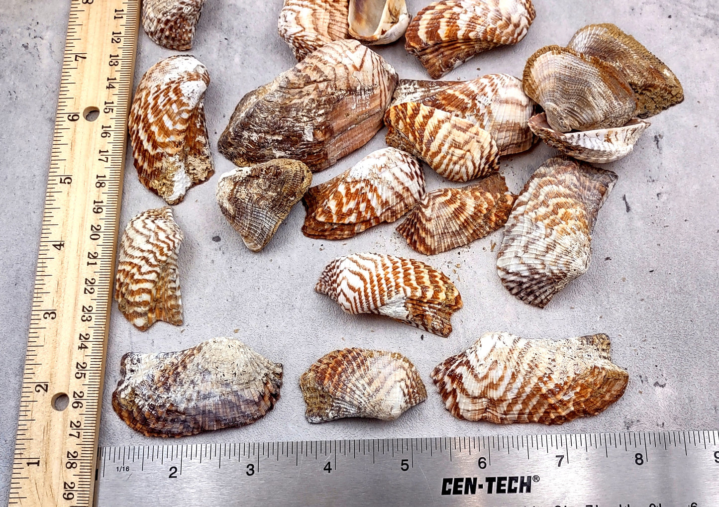 Turkey Wing Seashells (20 pcs.) - Arca Zebra. Multiple white and tan stripped shells with a wide opening. Copyright 2024 SeaShellSupply.com.