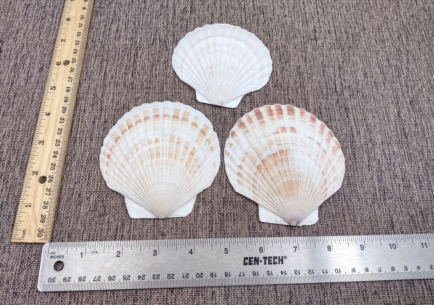 Irish Deep Baking Scallop Seashells - Pecten Yessoensis - (4 shells approx. 3 - 4")
4 white scallop sea shells on a stone background
Copyright 2022 SeaShellSupply.com