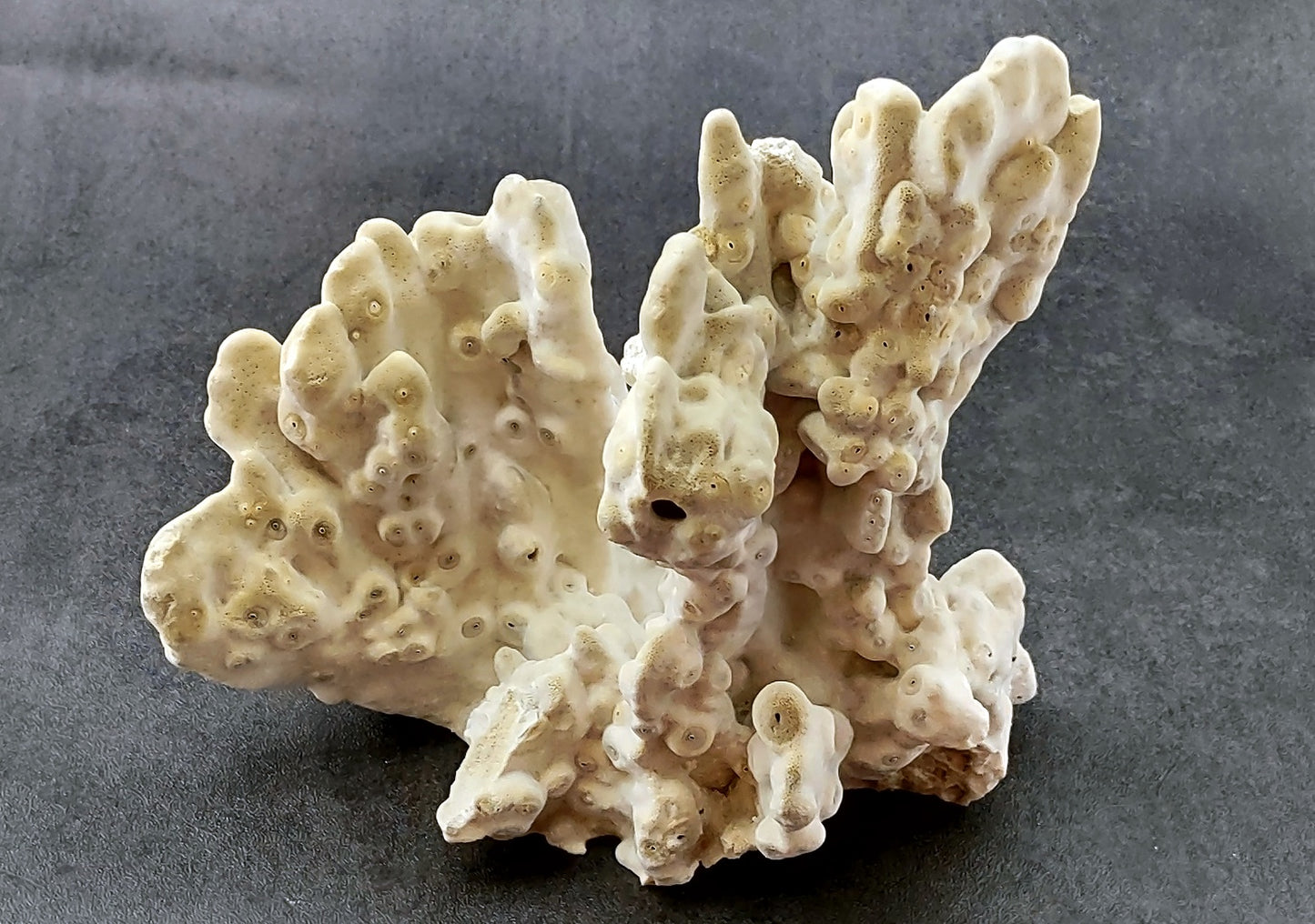 Fire Coral - Millepora Exesa - (Approx. 7-8 inches). White shell with many different layers including little ribbing and crustaceans. Copyright 2022 SeaShellSupply.com.