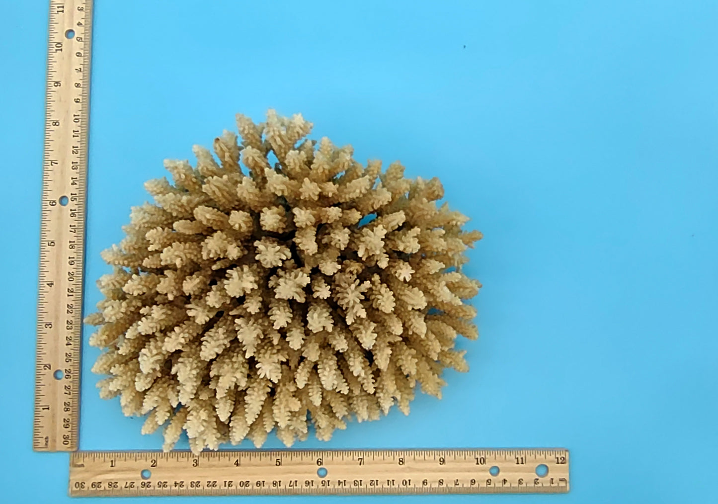 Off White Natural Table Coral Cluster Acropora Latistella (1 coral approx. 7-8+ inches) For home decor display & collecting!