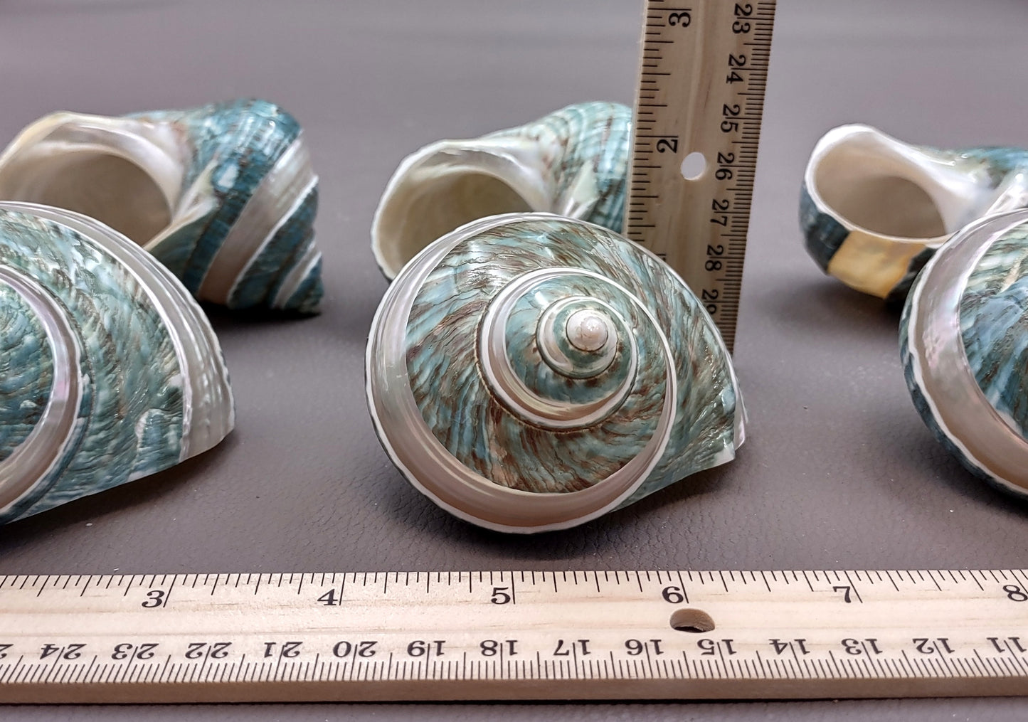 Polished Jade Green Turbo Seashell with Pearlized Stripe Turbo Burgessi (1 shell approx. 3+ inches) Shell for hermit crabs or collecting!