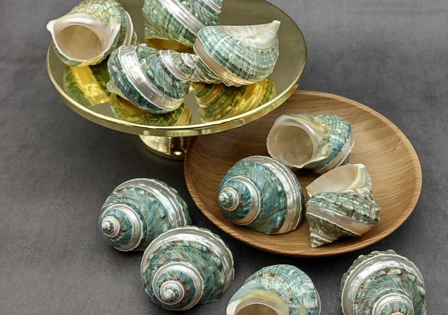 Polished Jade Turbo Shell w/Pearlized Stripe (3.5-4 inches) - Turbo Burgessi. Cream and turquoise colored swirled shells with one facing up to show the spiral and coloring and the other showing the opening. Copyright 2022 SeaShellSupply.com.