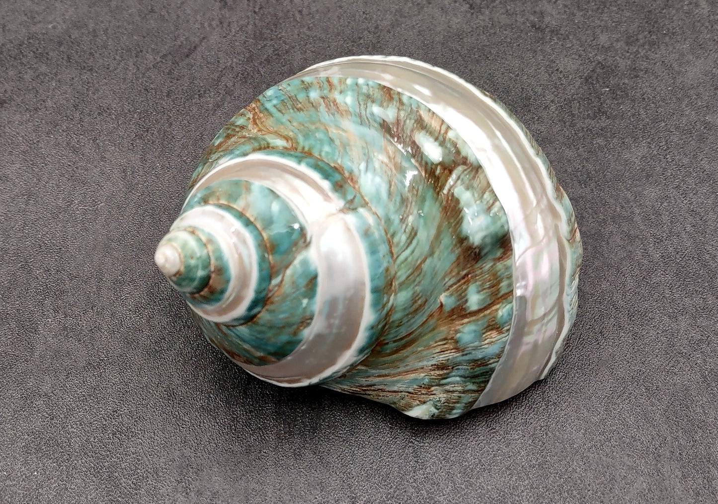 Polished Jade Green Turbo Seashell with Pearlized Stripe Turbo Burgessi (1 shell approx. 4+ inches) Shell for hermit crabs or collecting!