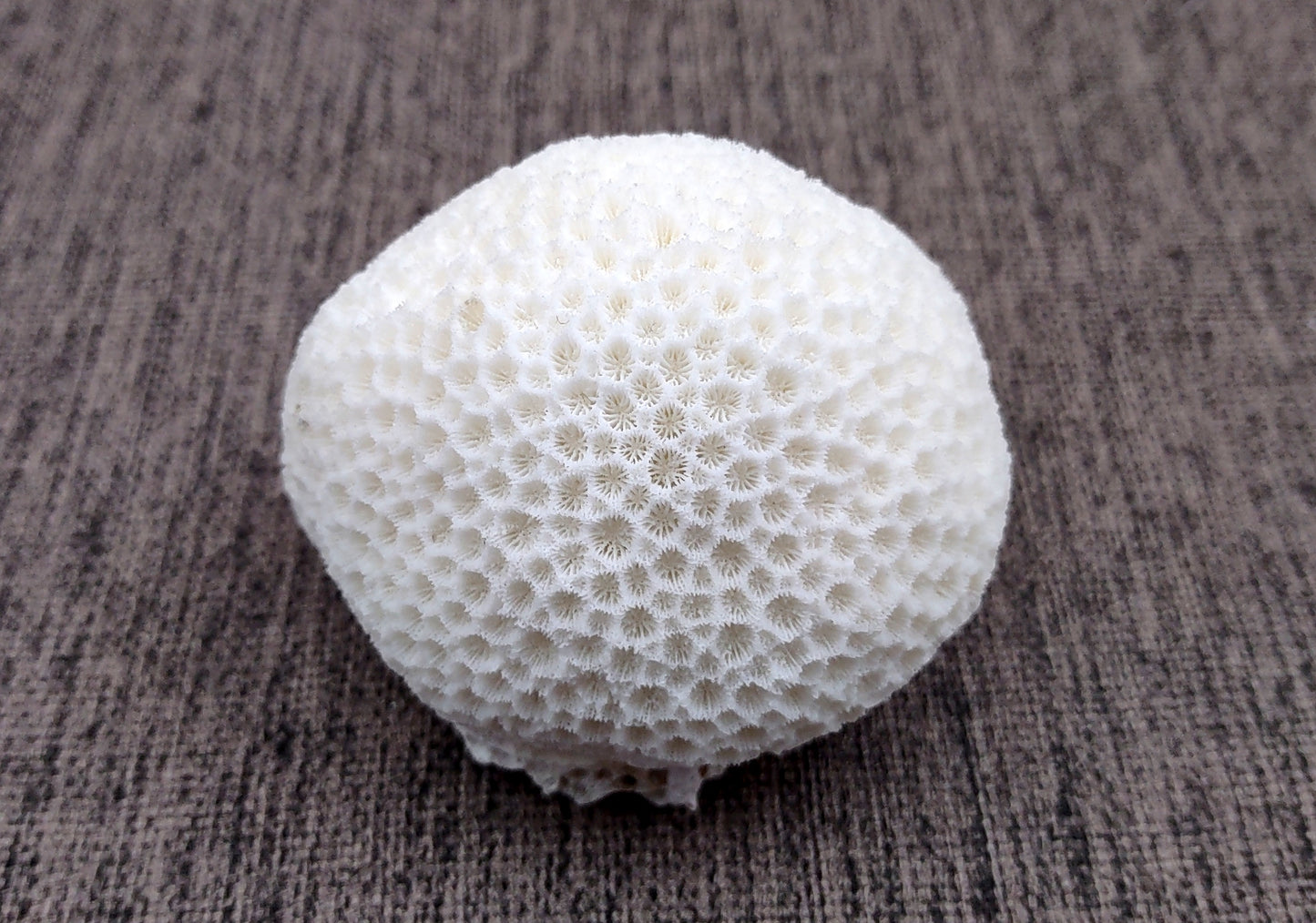 Farm Grown White Brain Coral (1 coral approx. 2+ inches) Earth friendly, display ready, sustainably grown & sourced! Textured round coral, white.  Copy right 2024 SeaShellMart.com
