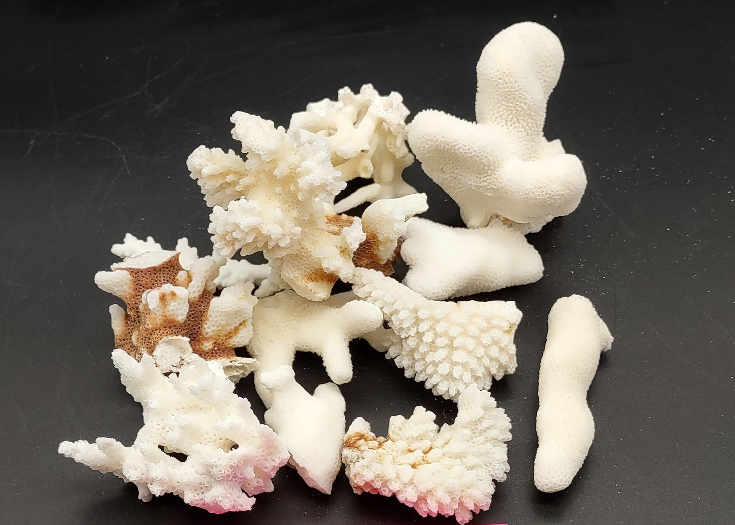 Small Coral Pieces White and Brown (approx. 1 pound 0.5-1.5+ inches) Coral Pieces perfect for any coastal art project or display!