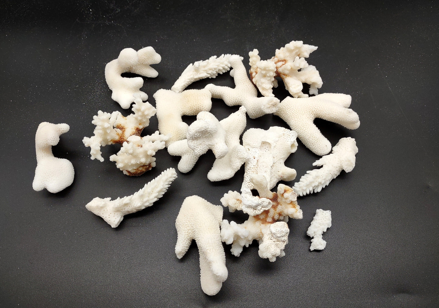 Small Coral Pieces White and Brown (approx. 1 pound 0.5-1.5+ inches) Coral Pieces perfect for any coastal art project or display!