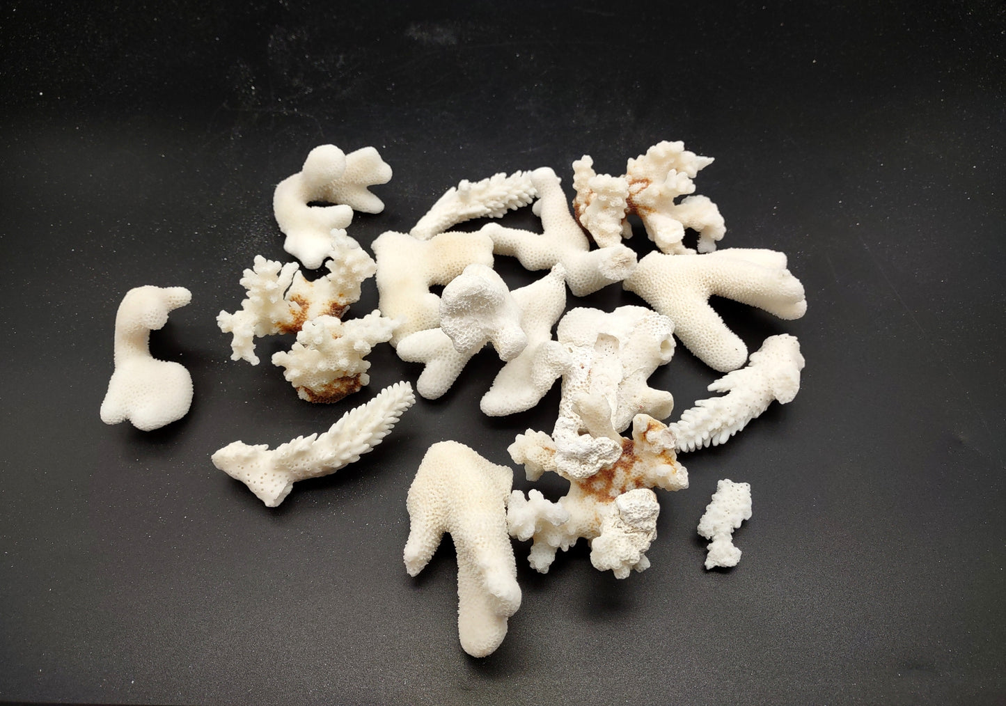 Small Coral Pieces White and Brown (approx. 1 pound 0.5-1.5+ inches) Coral Pieces perfect for any coastal art project or display!