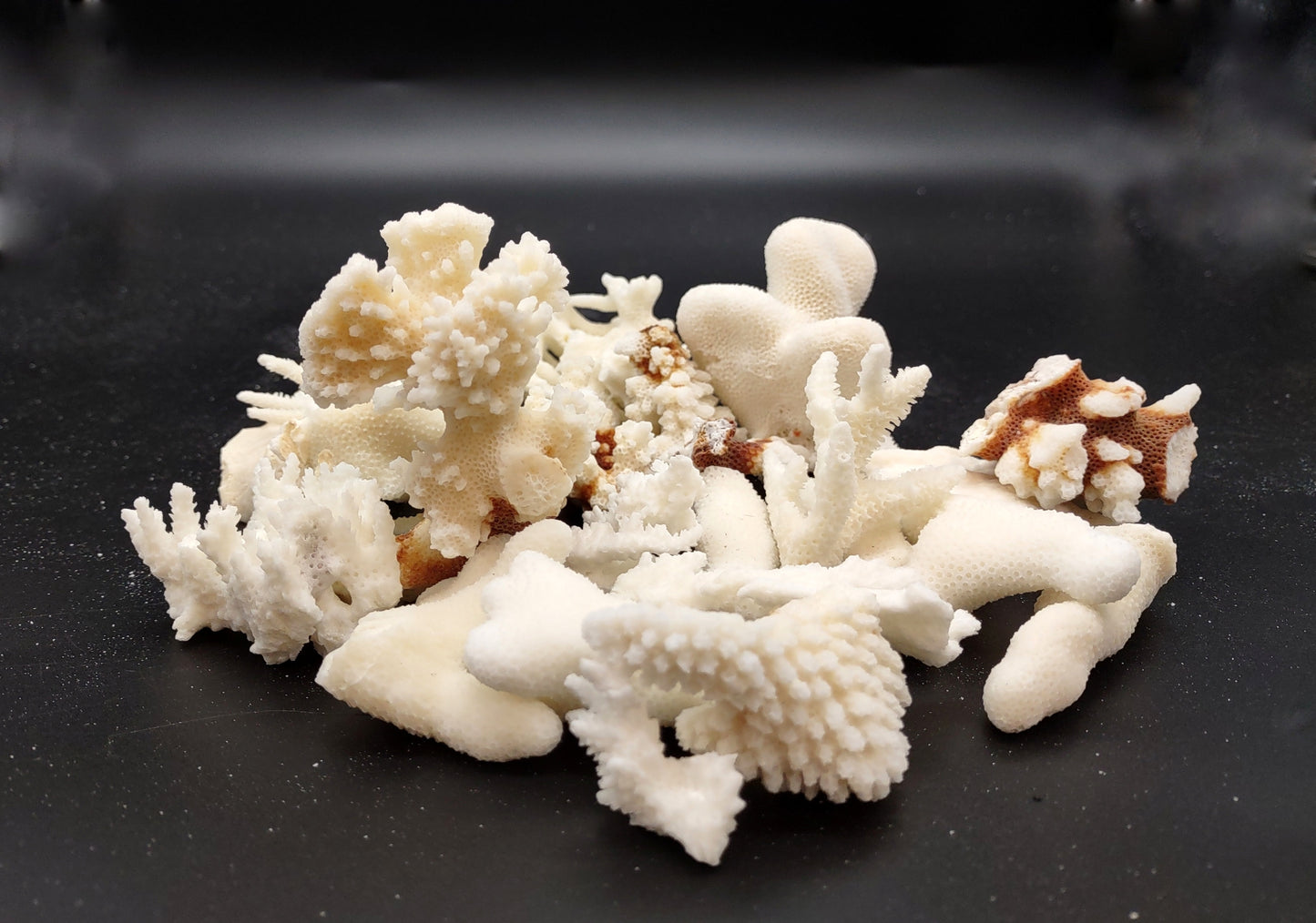 Small Coral Pieces White and Brown (approx. 1 pound 0.5-1.5+ inches) Coral Pieces perfect for any coastal art project or display!